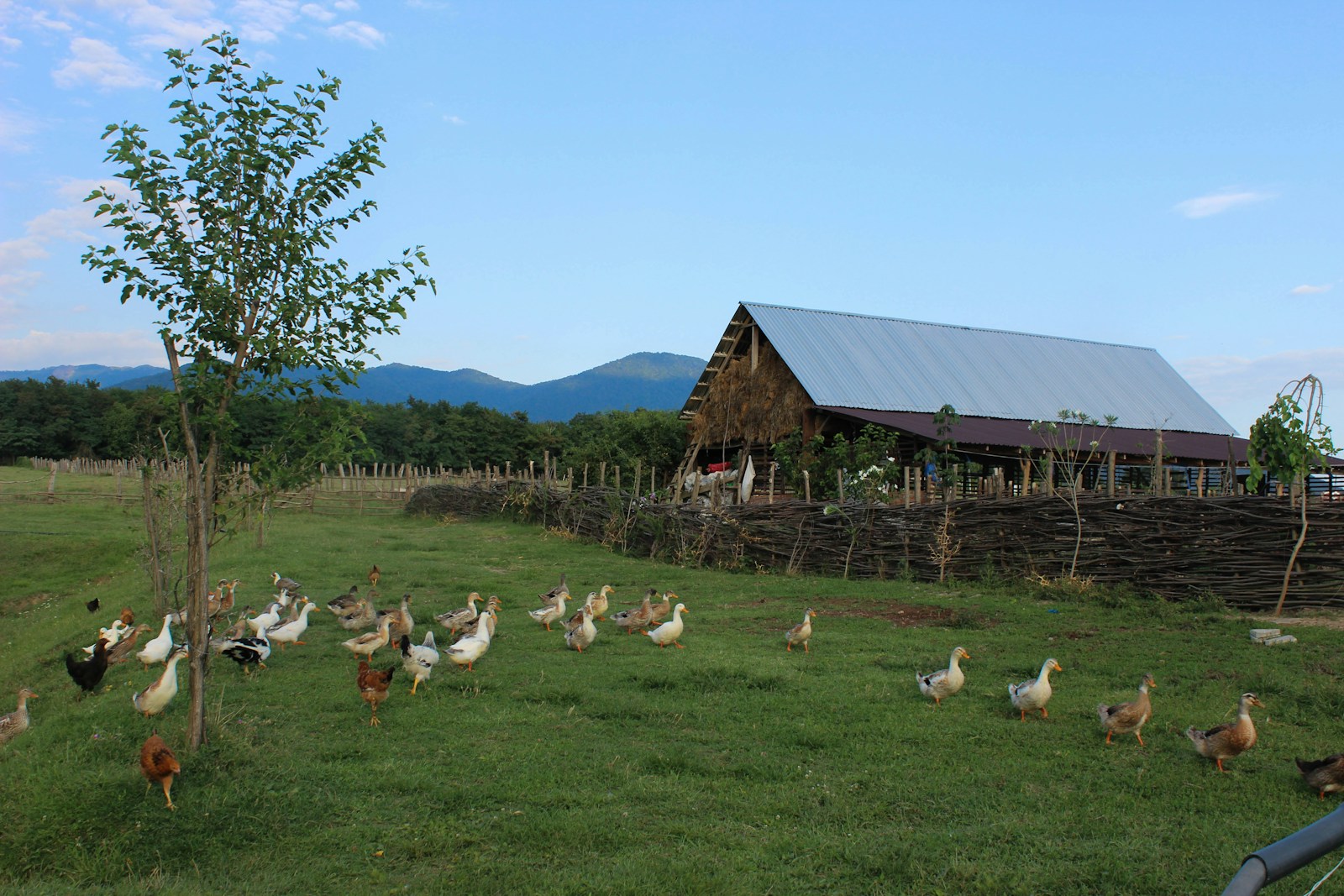 a group of chickens standing in a field next to a barn, farm