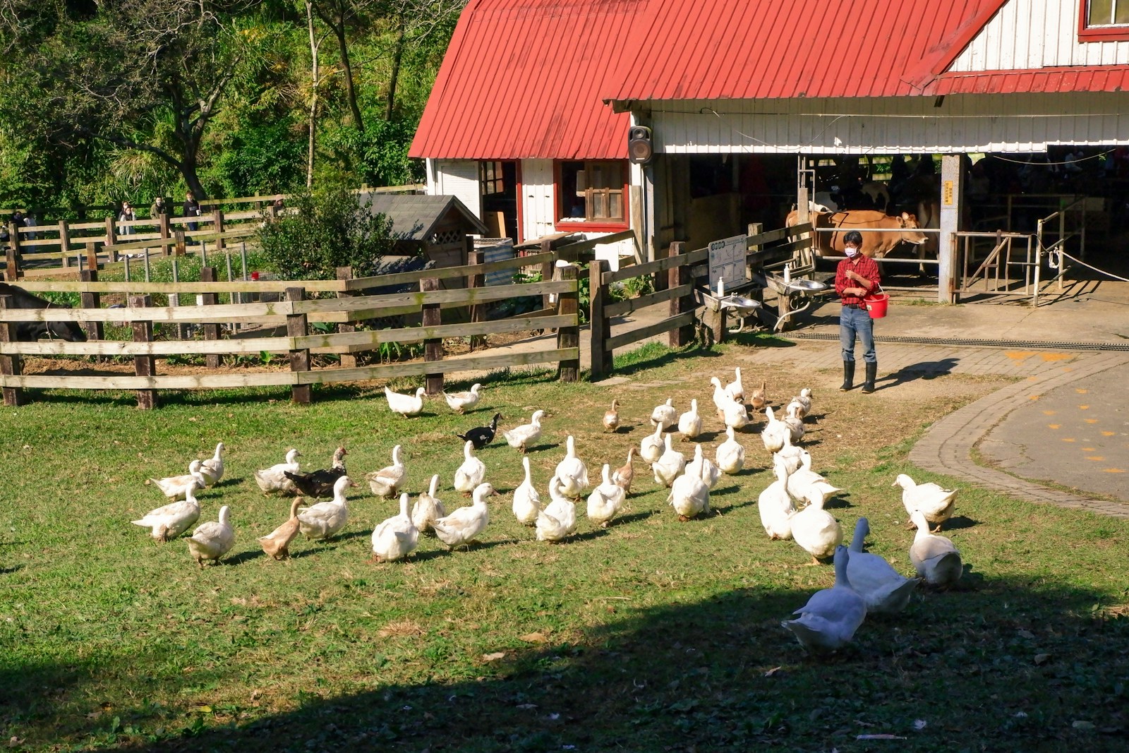 a woman standing next to a flock of chickens, farm